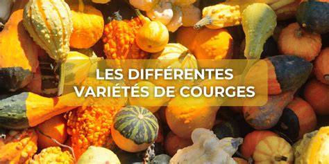 diversité de courges au potager