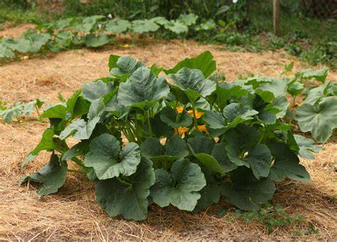 culture de courges au jardin