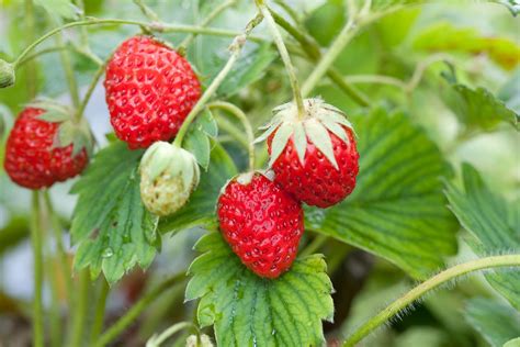 entretien saisonnier fraisier