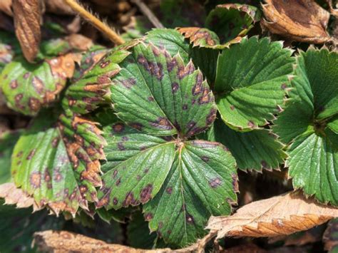 maladies courantes du fraisier