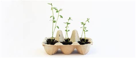 Illustration de jeunes plantules dans des caissettes prêtes à être repiquées