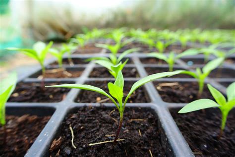 Diagramme montrant la manipulation délicate d'une plantule pour le repiquage