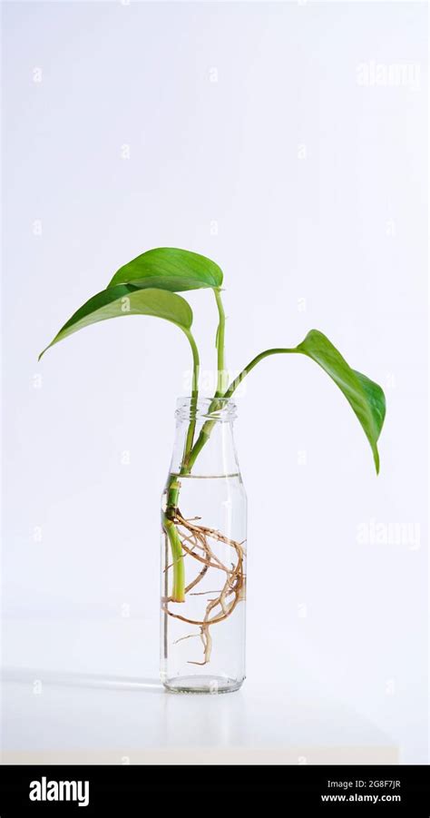 Illustration d'une tige de plante enracinée dans un verre d'eau