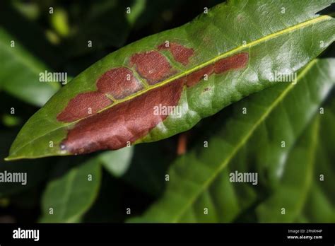 Feuille de rhododendron attaquée par l'otiorhynque