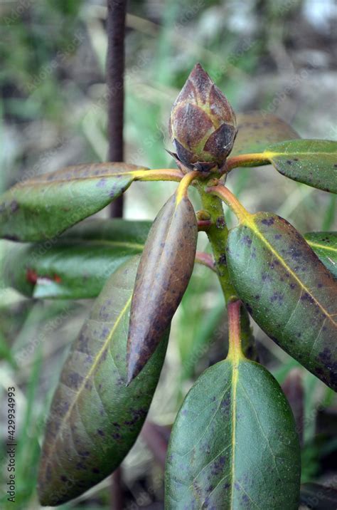 Rhododendron atteint de Phytophthora cinnamomi