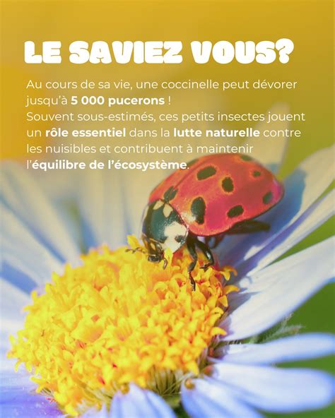 Illustration des zones refuges pour les insectes dans une prairie