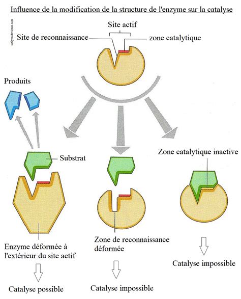 Schéma illustrant la structure d'un substrat de culture horticole de haute qualité