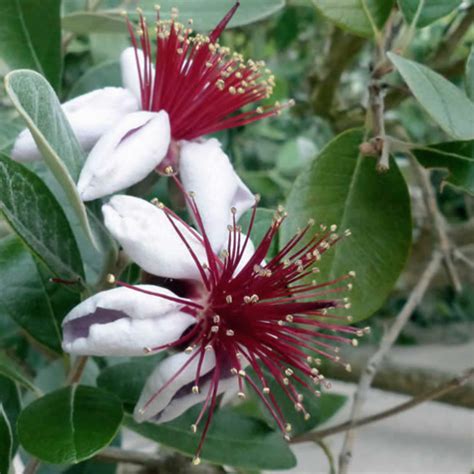 Feijoa sellowiana en fleur avec des pétales blancs et des étamines rouges