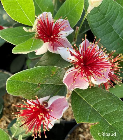 Feijoa sellowiana avec ses fruits verts