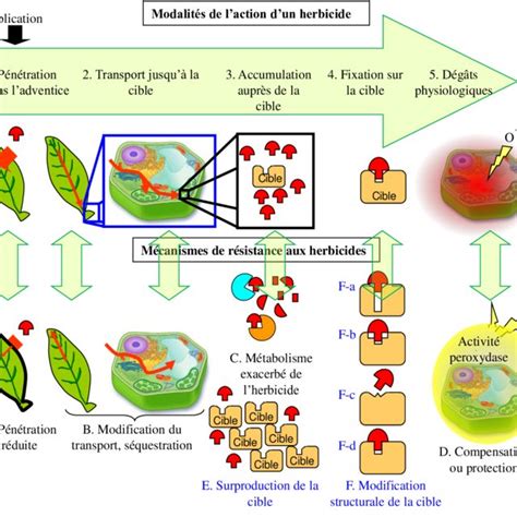 Infographie comparant les modes d'action des herbicides sélectifs sur les adventices