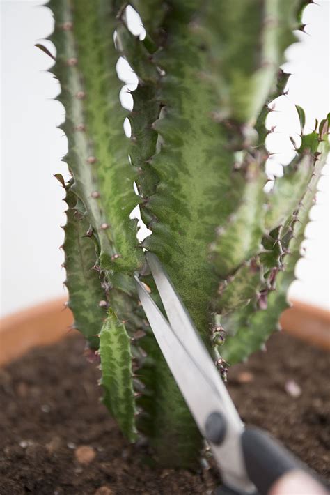 Image d'une bouture d'euphorbe plantée dans un pot