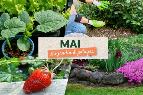 Jardin potager au mois de mai avec des rangs organisés