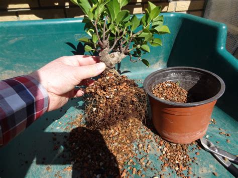Diagramme des étapes de rempotage d'un bonsaï Ficus Ginseng