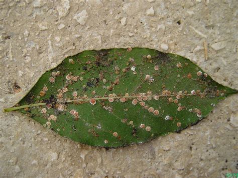 Image macro de cochenilles sur une feuille de Ficus