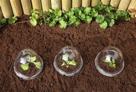 Illustration d'un potager ordonné avec des cloches en verre protégeant de jeunes plants de salades
