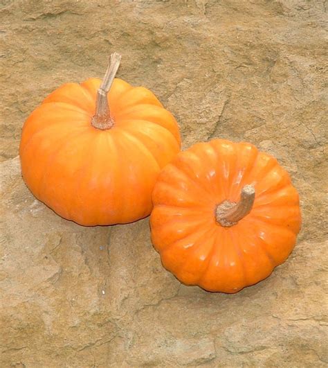 Courge Jack Be Little