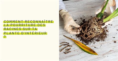 Infographie montrant comment identifier et traiter la pourriture des racines