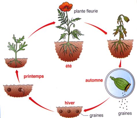 schéma illustrant le cycle de vie des fleurs sauvages selon les saisons