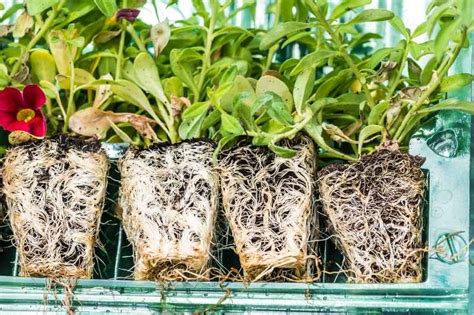 Illustration d'un chignon racinaire dans un pot