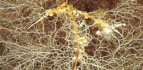 Gros plan sur des mycorhizes sur une racine