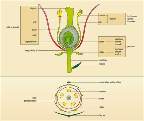 Schéma illustrant la morphologie d'une fleur de chèvrefeuille tubulaire