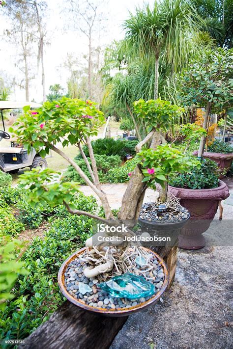 Bonsaï en pot avec des racines visibles