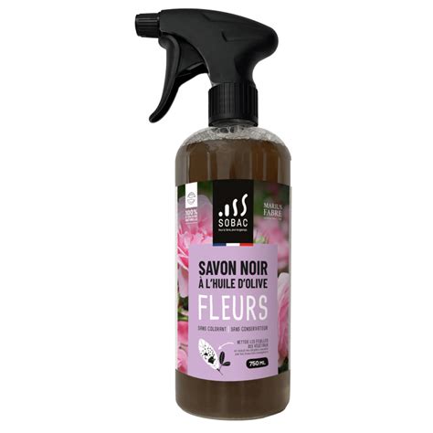 Infographie montrant les étapes d'application du savon noir sur un rosier