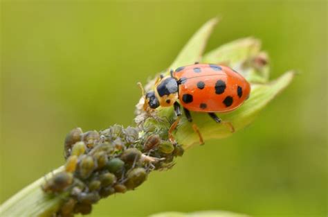 Coccinelle, prédateur naturel des pucerons