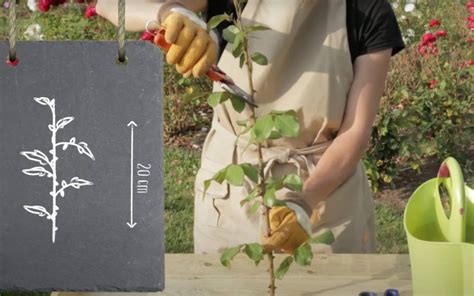 Schéma illustrant les étapes clés du bouturage de rosier : prélèvement, coupe sous le nœud, et mise en terre.