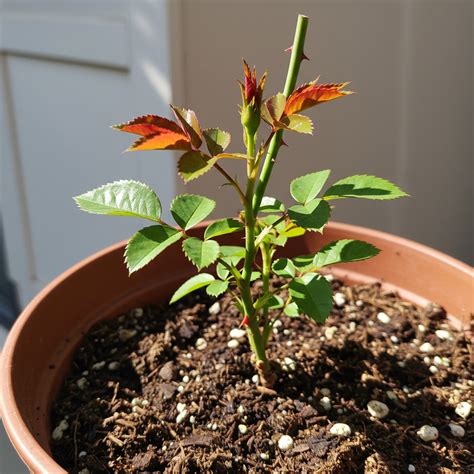 Photographie montrant une jeune bouture de rosier au printemps, prête pour la plantation en pleine terre.