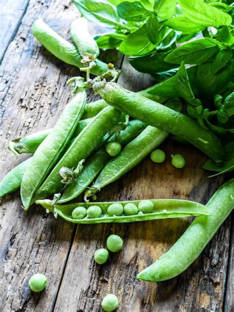 une récolte de pois mange-tout frais dans un potager domestique