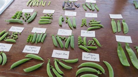 comparaison visuelle entre un pois gourmand et un petit pois classique