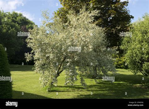 Arbuste d'Elaeagnus dans un jardin paysager