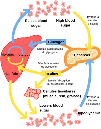 Schéma illustrant le métabolisme du glucose et le rôle de l'insuline dans les cellules