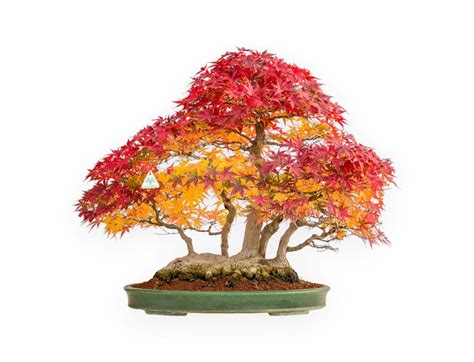 Illustration d'un Acer palmatum en style bonsaï
