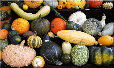 Diversité des formes de fruits de cucurbitacées