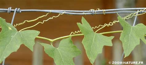 Exemple de vrille de cucurbitacée s'enroulant autour d'un support