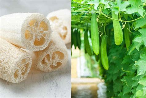 Courge éponge (Luffa aegyptiaca) montrant le fruit jeune et la fibre mûre