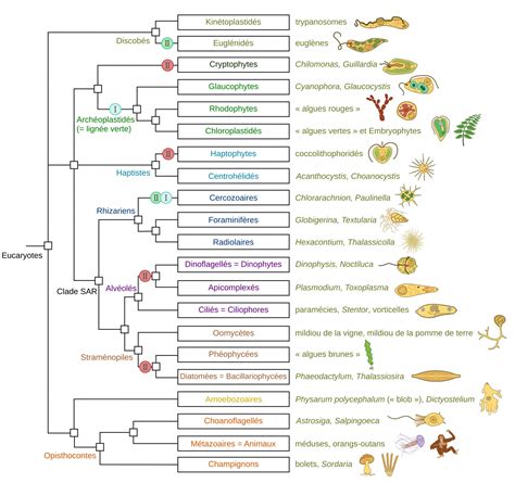 Arbre phylogénétique simplifié de la famille des Cucurbitacées