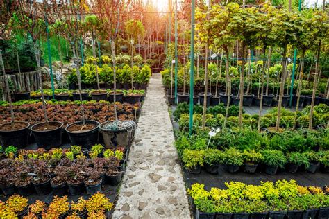 Vue panoramique d'une pépinière horticole méditerranéenne avec des rangées de plantes en conteneurs