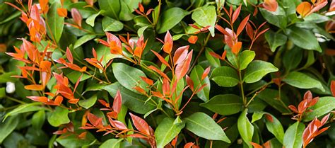Détails des feuilles rouges et vertes caractéristiques du Photinia au printemps