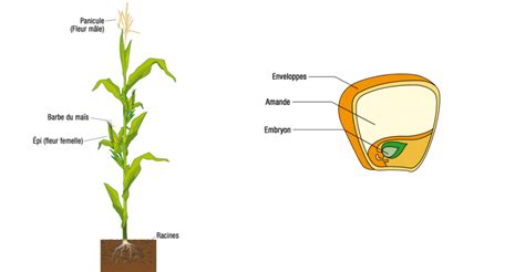 Illustration de différentes parties d'une plante de maïs fourrage
