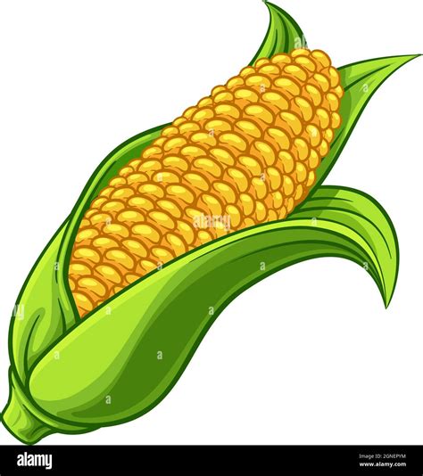 Illustration d'un épi de maïs doux