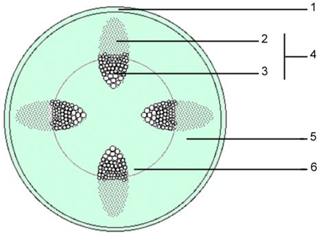 Illustration montrant les différentes étapes de la coupe d'une tige d'hortensia pour le bouturage