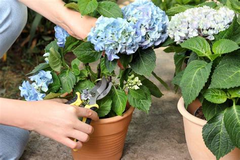 Photo d'un jeune plant d'hortensia en pot prêt pour l'hivernage