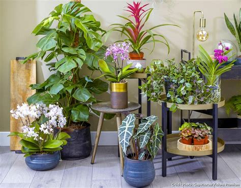 une sélection de plantes tropicales et d'orchidées dans un intérieur moderne