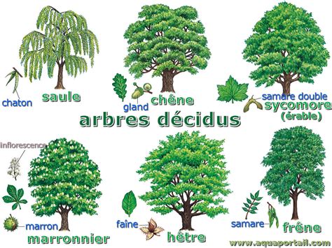 Photo comparative entre un feuillage caduc en hiver et un feuillage persistant