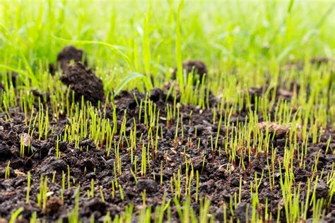 Graines de gazon et terreau