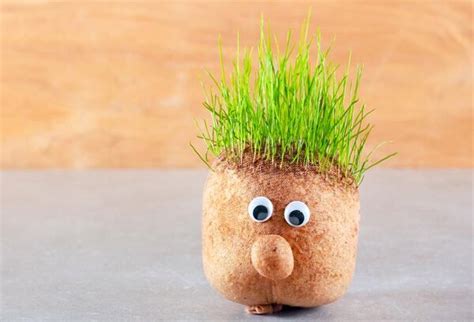 Monsieur Gazon avec des cheveux en herbe bien poussés