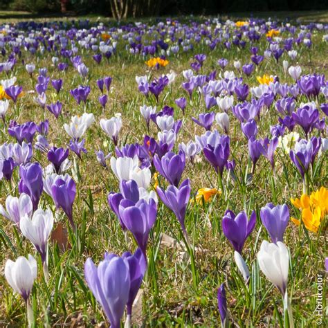 Champ de fleurs de Crocus sativus en pleine floraison